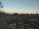 Forêt sans arbre...